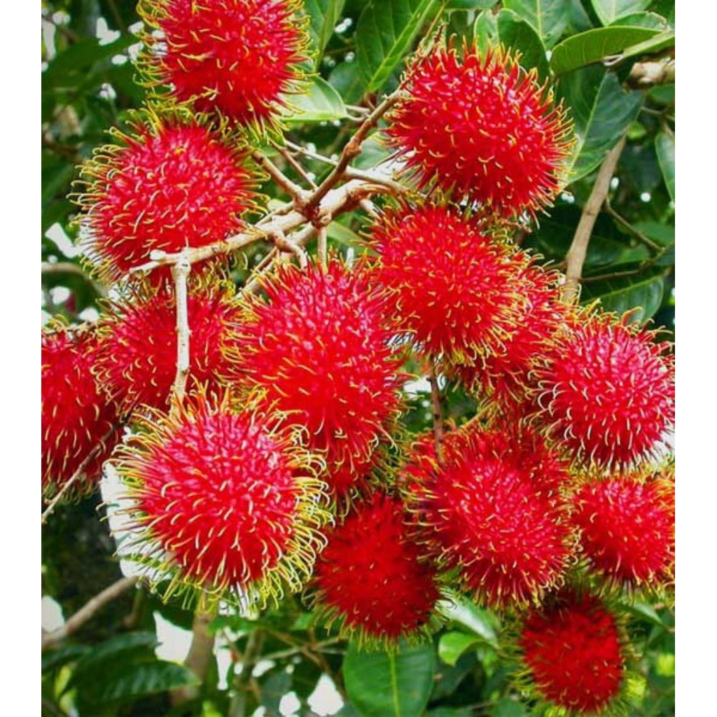 bibit rambutan cangkok Binjai cepat berubah dan manis