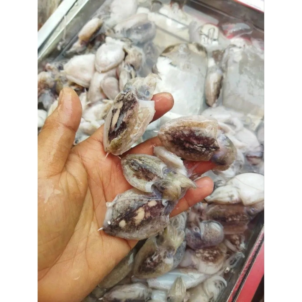 Cumi sotong segar Blakutak kecil Sotong blakutak hasil laut segar
