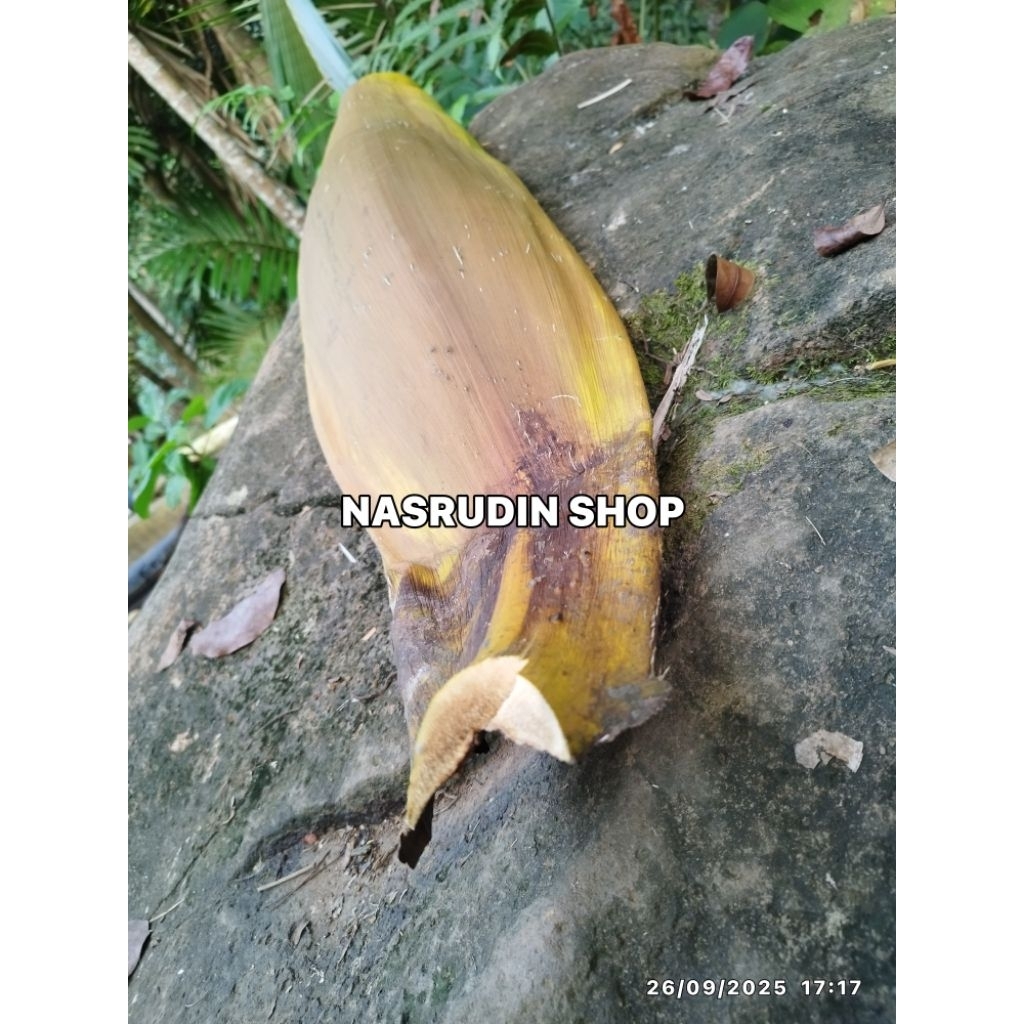 PELEPAH PINANG 1KG KULIT PINANG DAHAN PINANG KULIT POHON PINANG