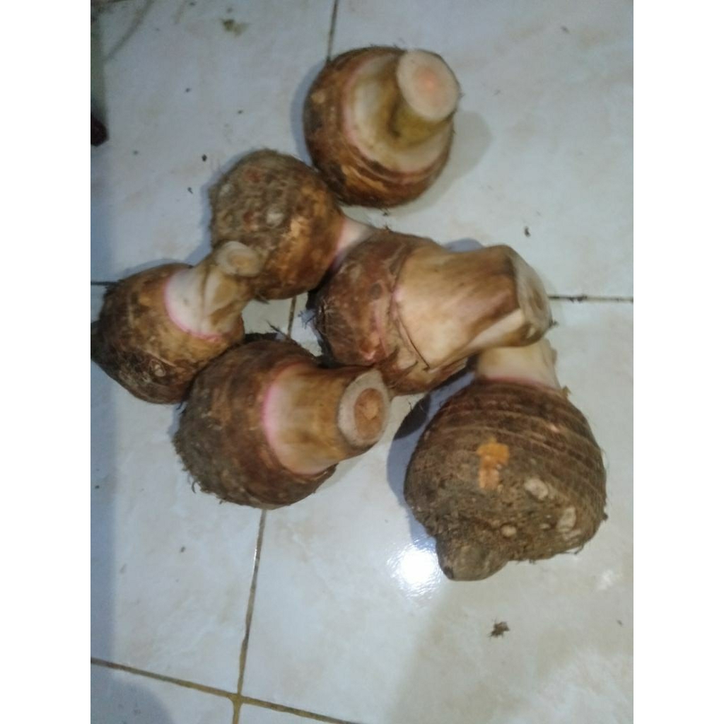Bahan Bentol / Bentul / Talas umbi segar