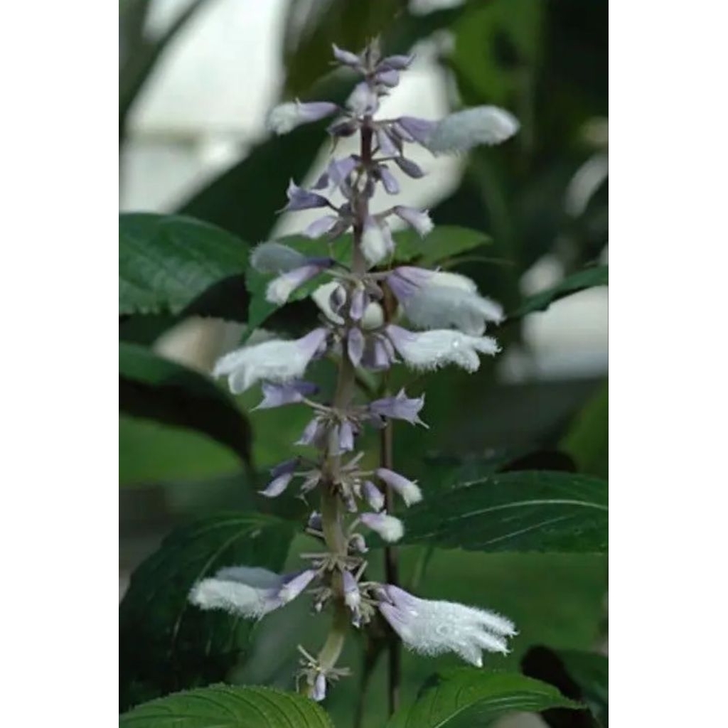 tanaman hias salvia divinorum bunga putih/tanaman salvia divinorum putih