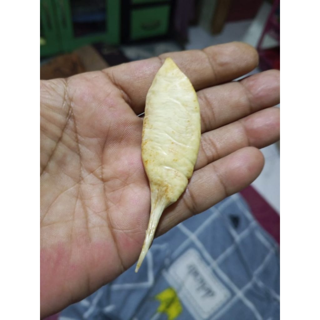 MUSTIKA IKAN KAKAP ASLI