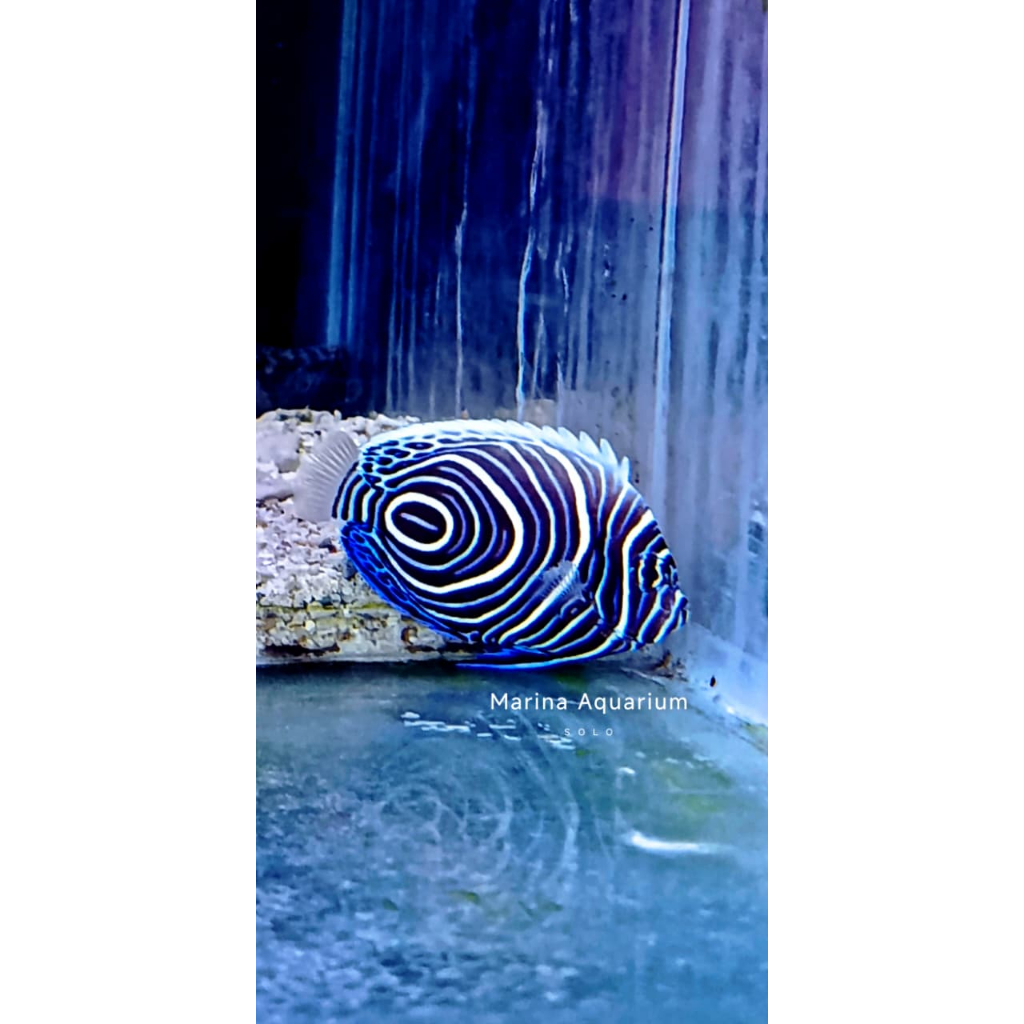 Ikan Hias Laut Angel Bluestone Asli