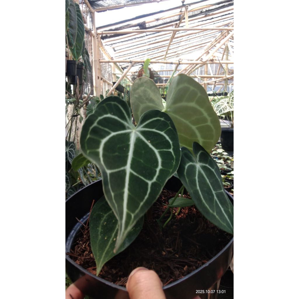 anthurium clarinervium tarantula