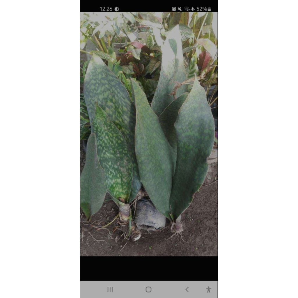 SANSEVIERIA MASONIANA ( sansevieria Centong / Sirip hiu )