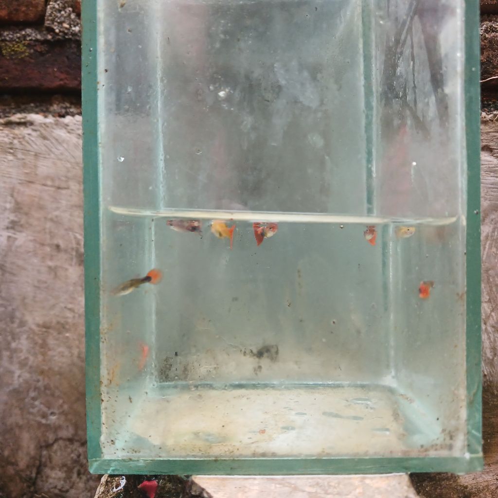 Guppy Ikan hiasan Aquarium