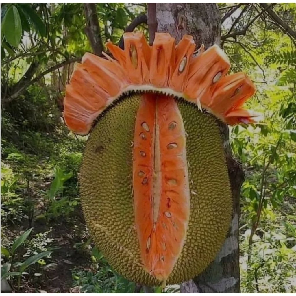 bibit nangka merah super,bibit nangka merah