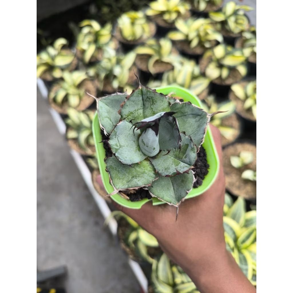 Agave Titanota Blue Ball