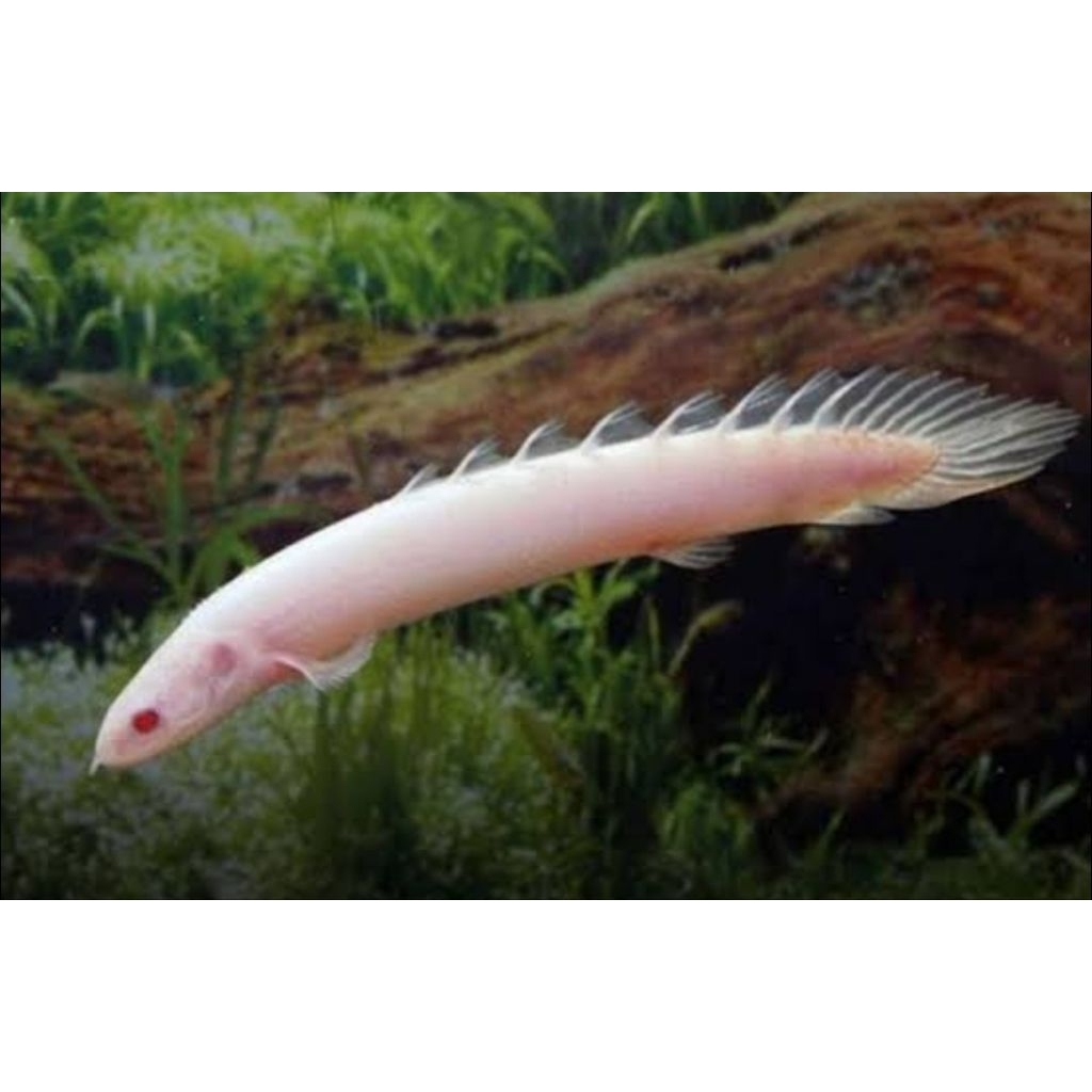 HIASAN AQUARIUM PALMAS ALBINO MATA MERAH ZISE 9- 12 CM