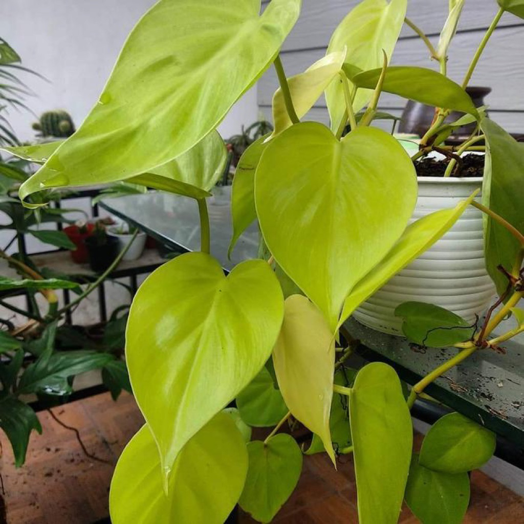 PROMO Tanaman hias rambat sirih gading lemon love (rimbun) / sirih gading lemon love / tanaman ramba