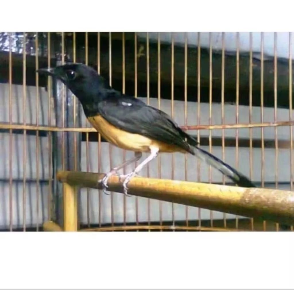 Murai betina Medan Original siap breeding pilihan super