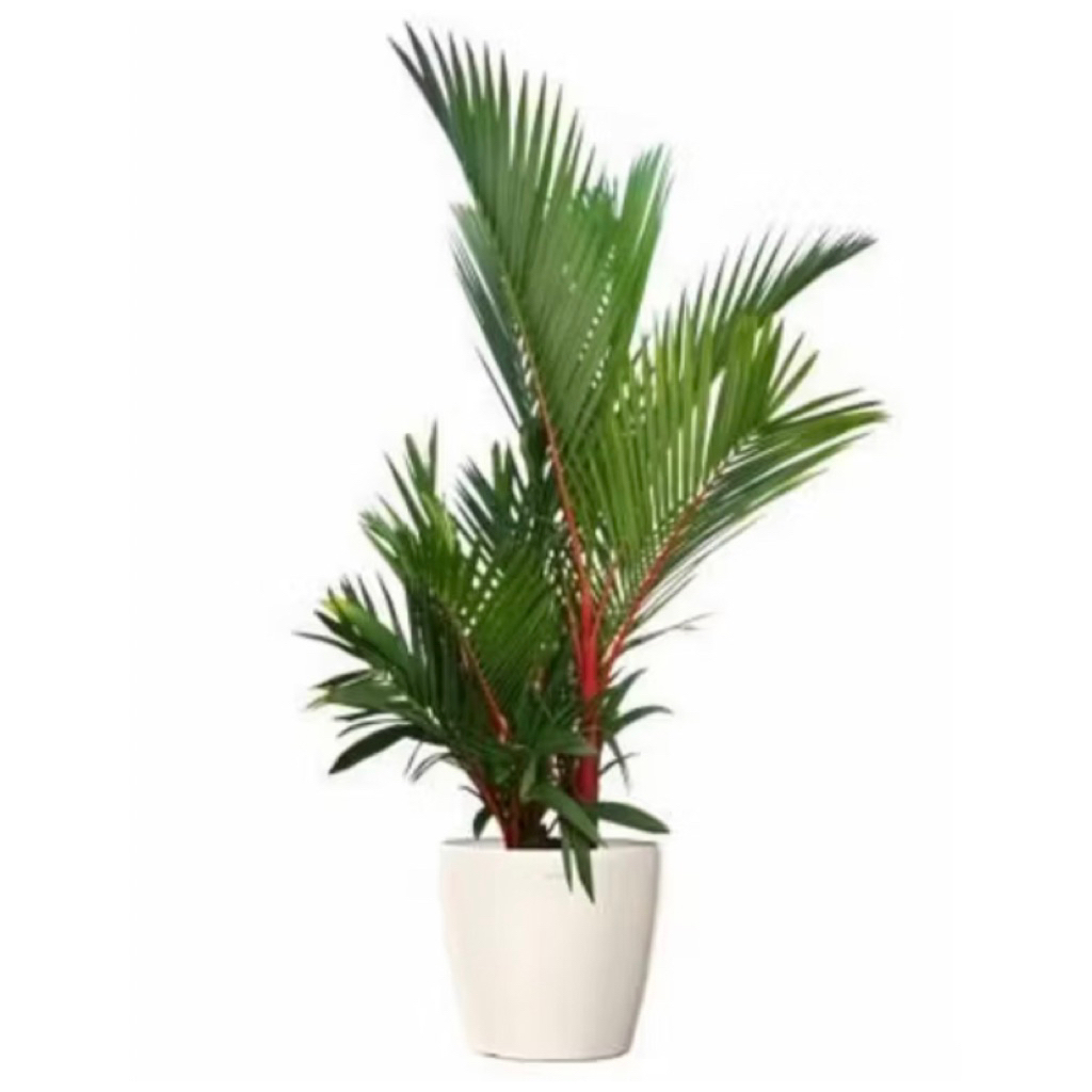 Tanaman Palem Merah Daun Rimbun/Pohon Palem 30-50cm-Tanaman Palem Merah