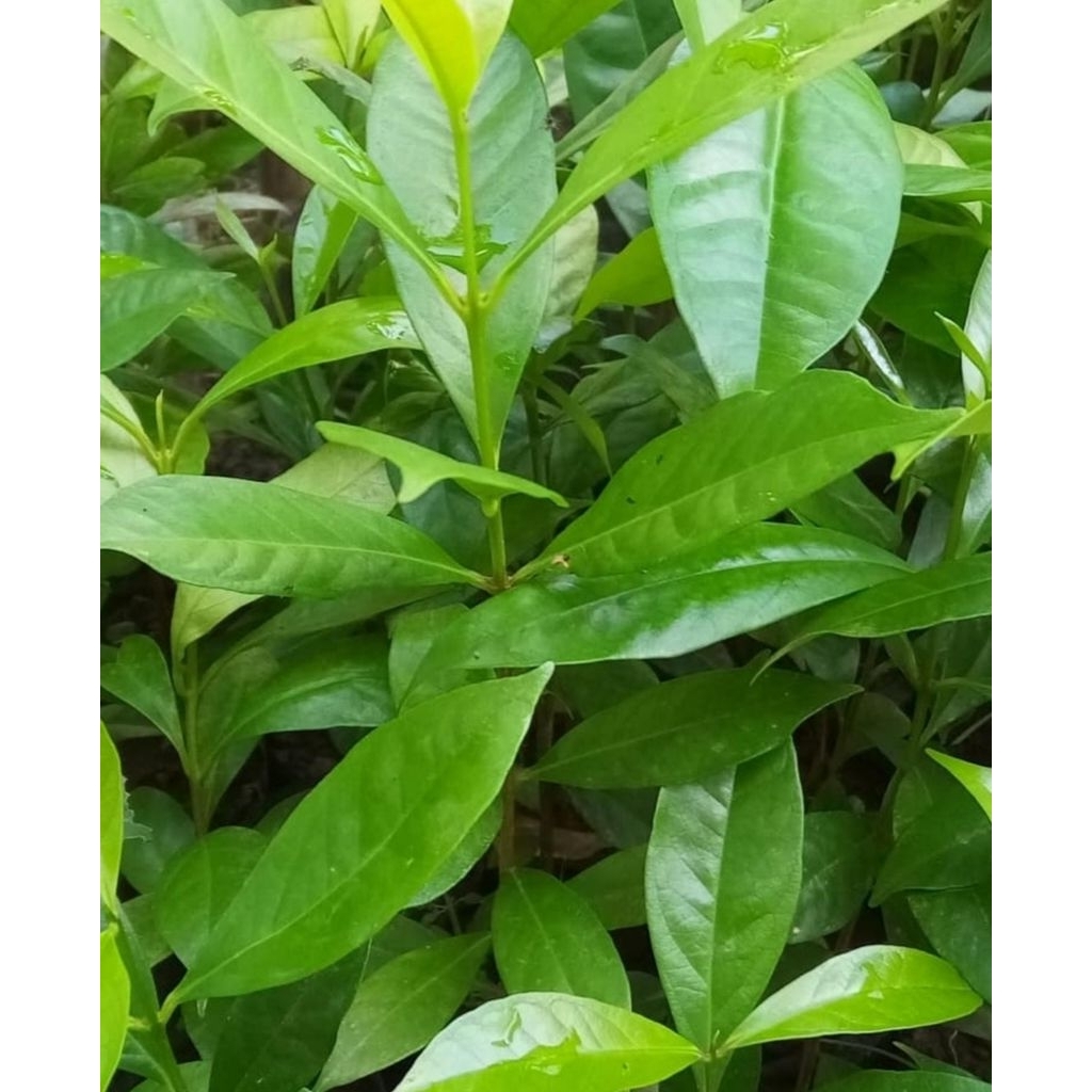 Daun Salam Herbal kapsul