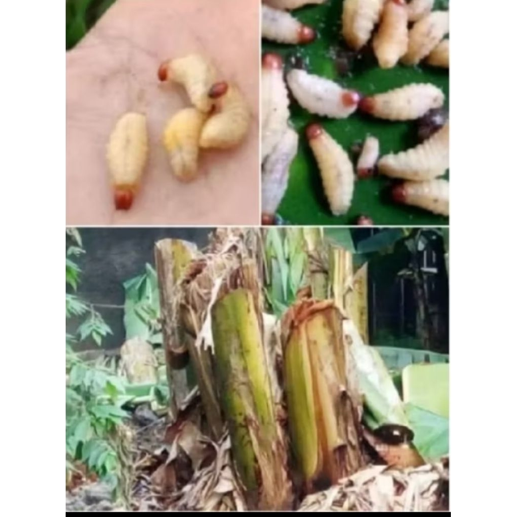 umpan super gacor ulat pohon pisang hidup25