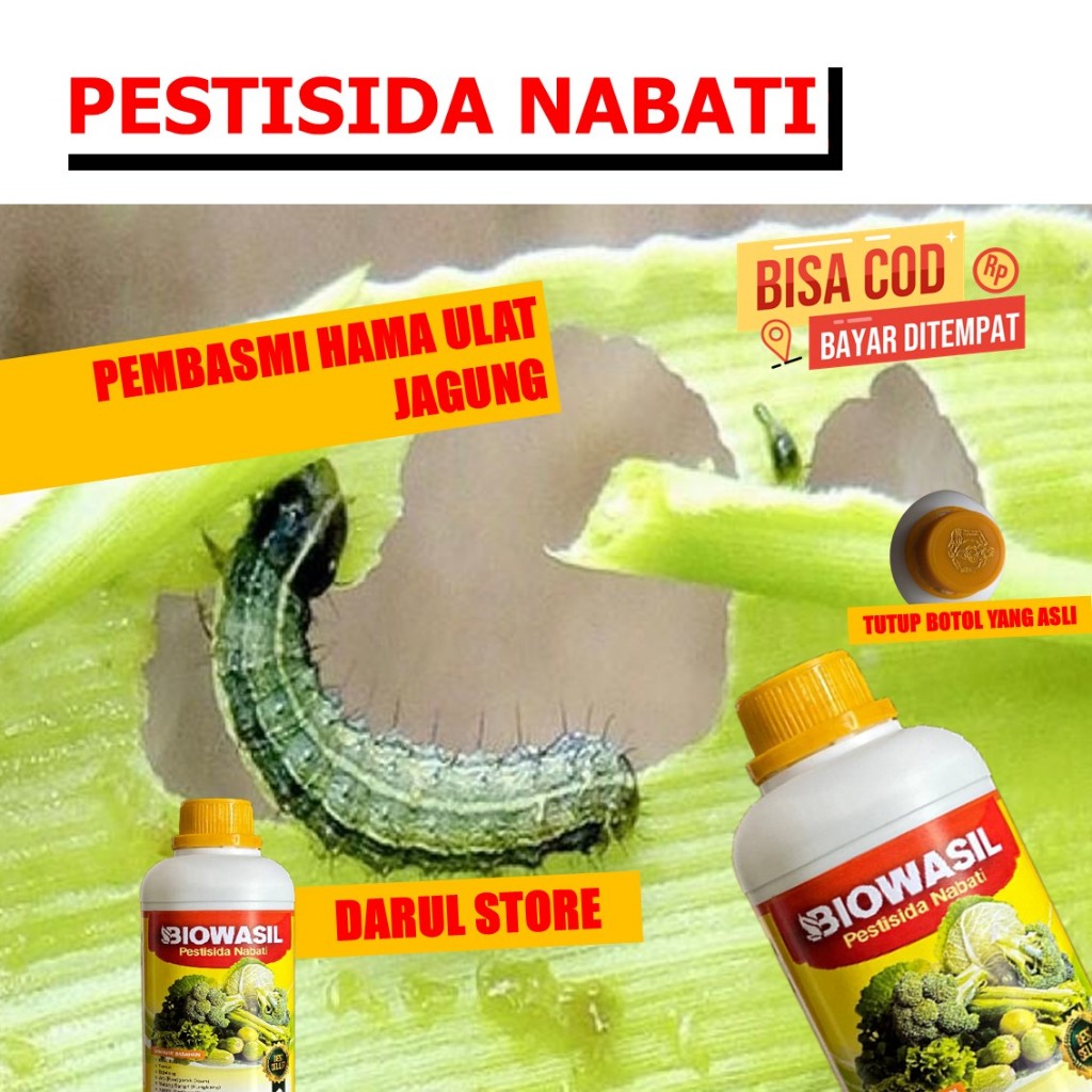 Biowasil Pestisida Organik untuk Jagung | Atasi Ulat Daun & Serangga | Tanaman Jagung Subur Panen To