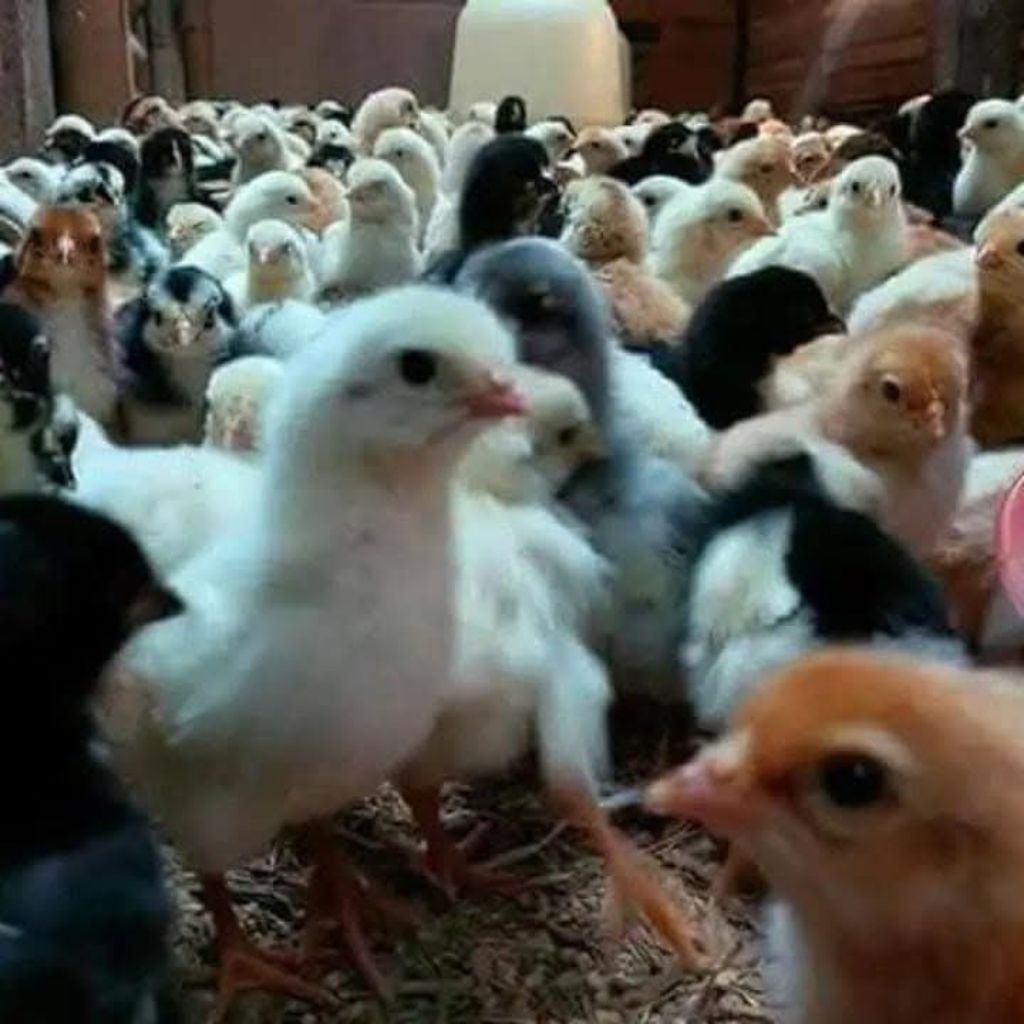 Bibit DOC Ayam ULU usia 3-4 hari