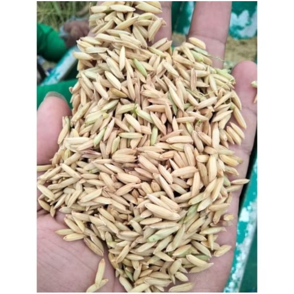 GABAH PADI PAKAN AYAM JAGO 1 KG