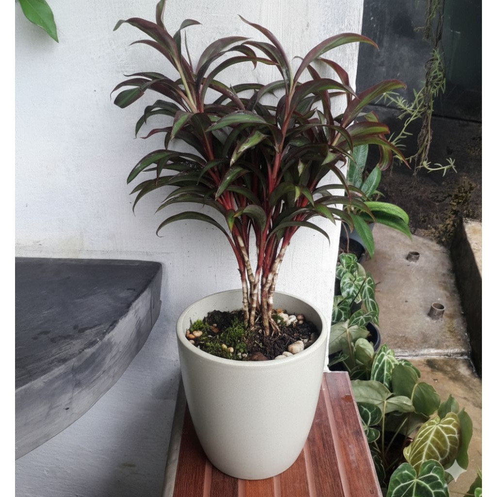 TANAMAN HIAS SRI REJEKI MERAH // POHON SRI REJEKI MERAH BISA COD