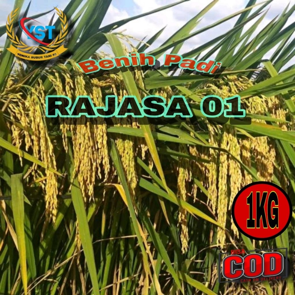 (1 KG) BENIH PADI RAJASA 01 ORIGINAL