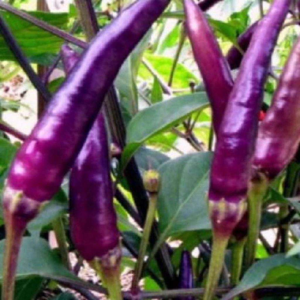 BENIH/BIJI CABE UNGU (10 BUTIR)