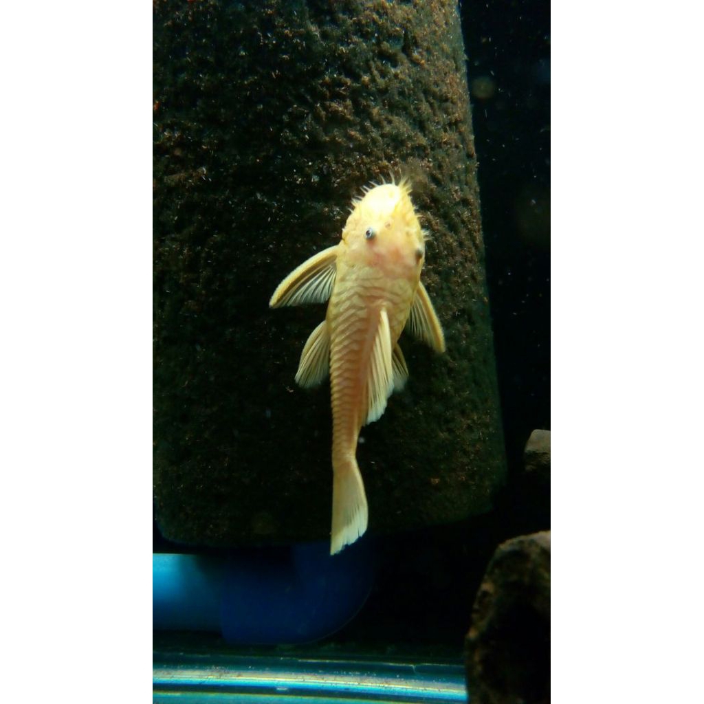ikan brushmouth albino blue eye rare item