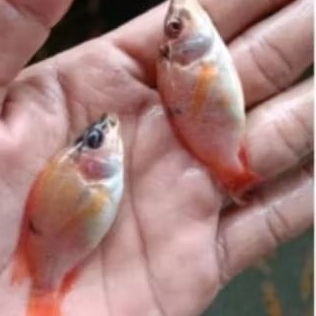 Bibit Nila merah bangkok indukan jumbo.size 8-9.jaminan hidup.khusus PONOROGO DAN SKITARNYA