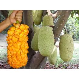 Bibit nangka Cempedak