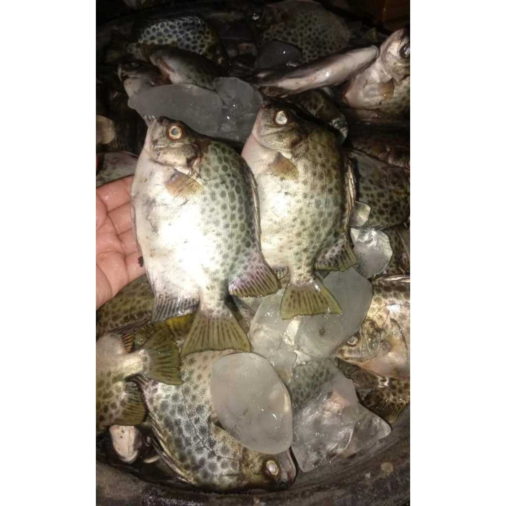 Ikan Kiper / Ketang Ketang | Spotted Scat Fish 500gr