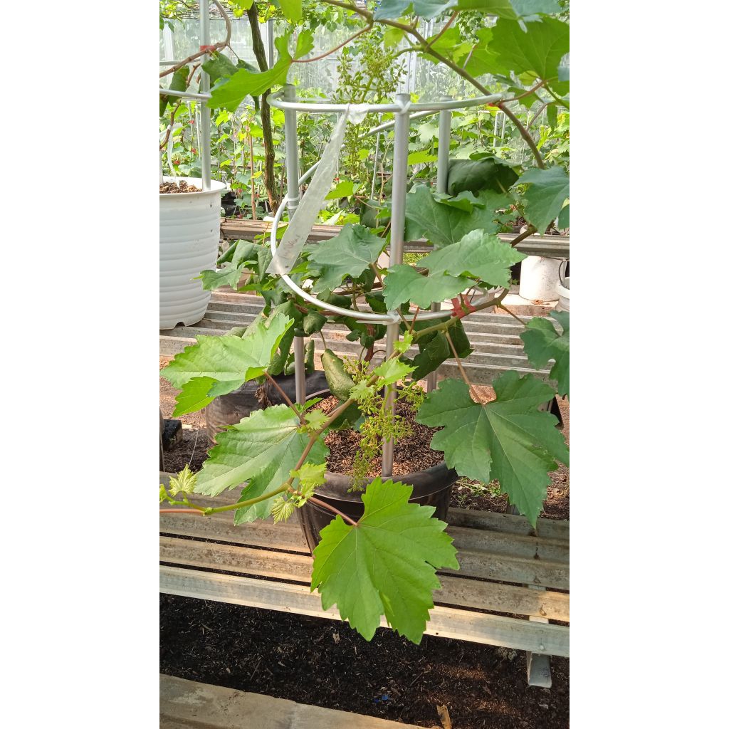 Tabulampot Anggur Livia