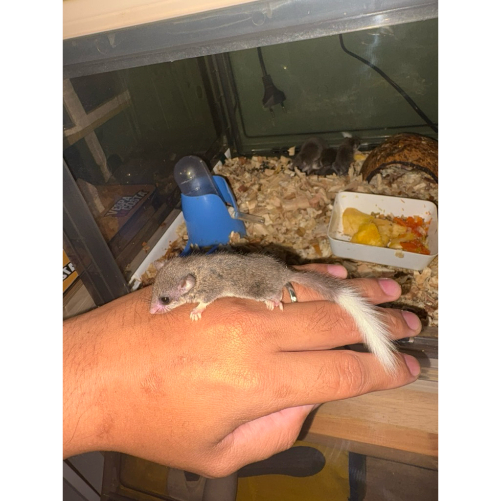 african pygmy dormice white tail