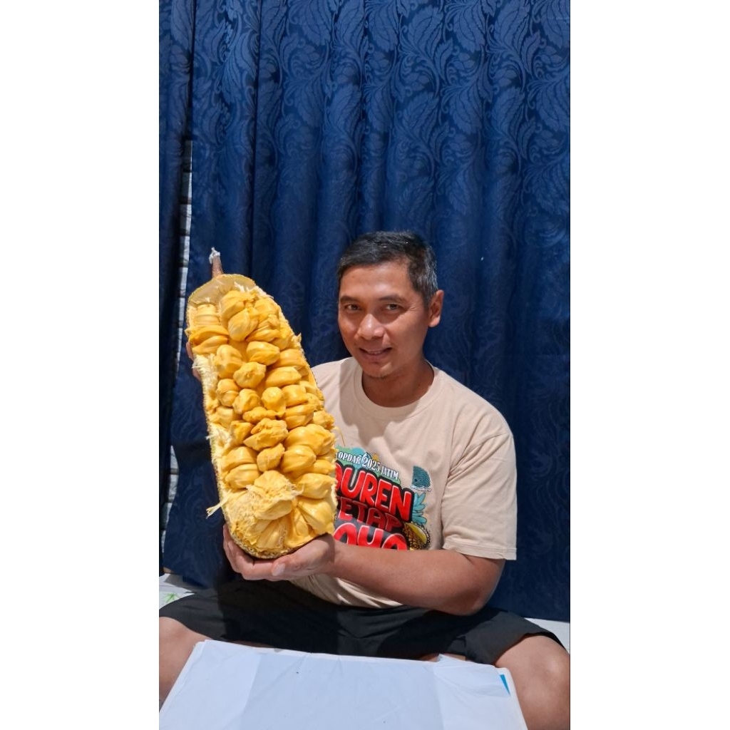 BIBIT CEMPEDAK KING KUNING