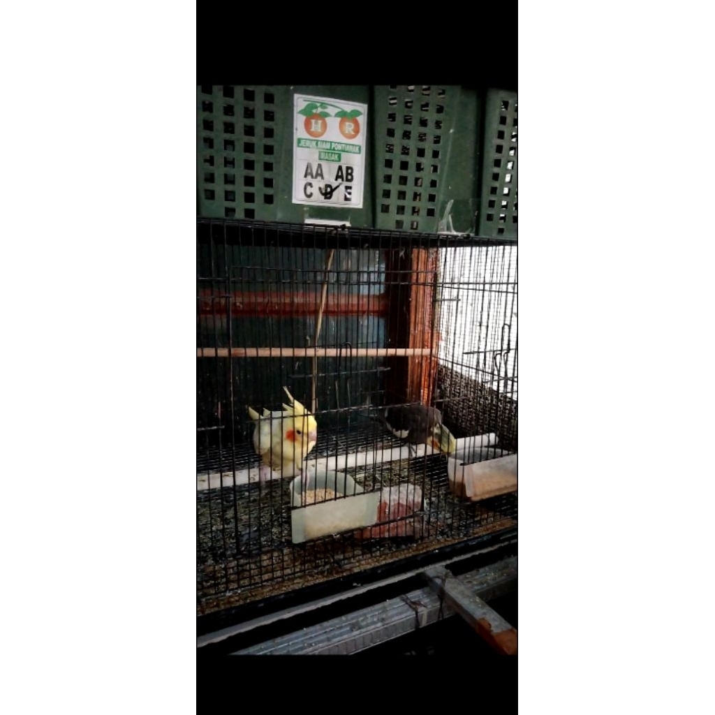 sepasang siapan  falk parkit Australia greyyx pearl