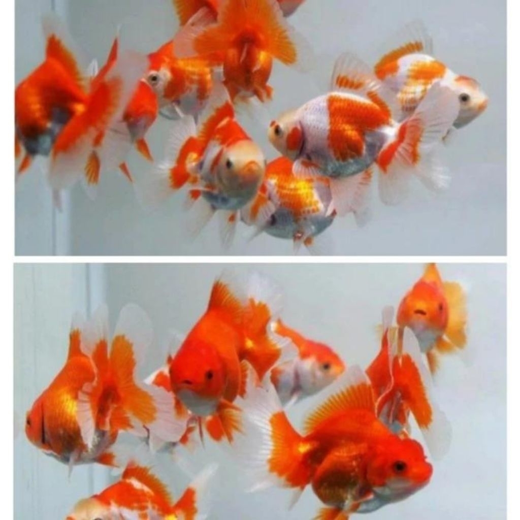 Ikan hias mas koki oranda dan oranda pw
