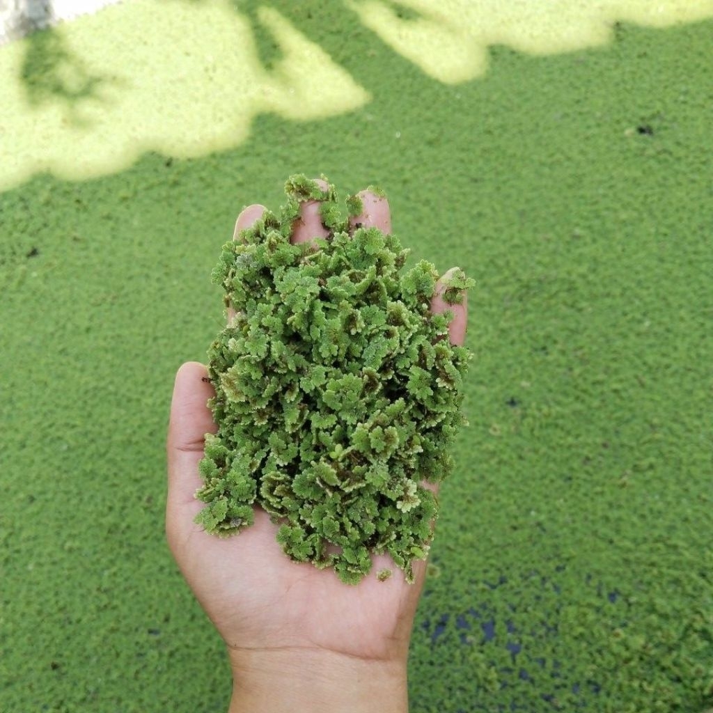 Azola bibit // pakan ternak unggas