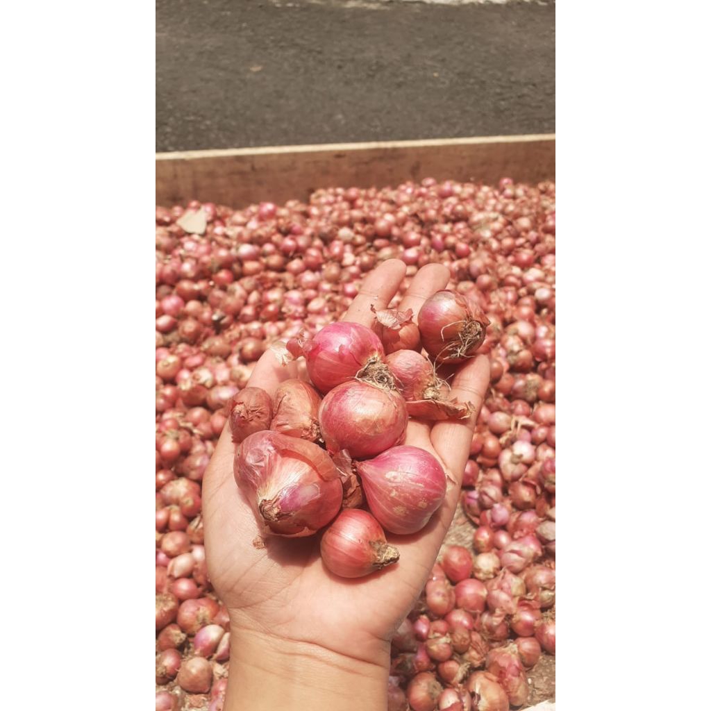 BAWANG MERAH BIMA 1/2 KG