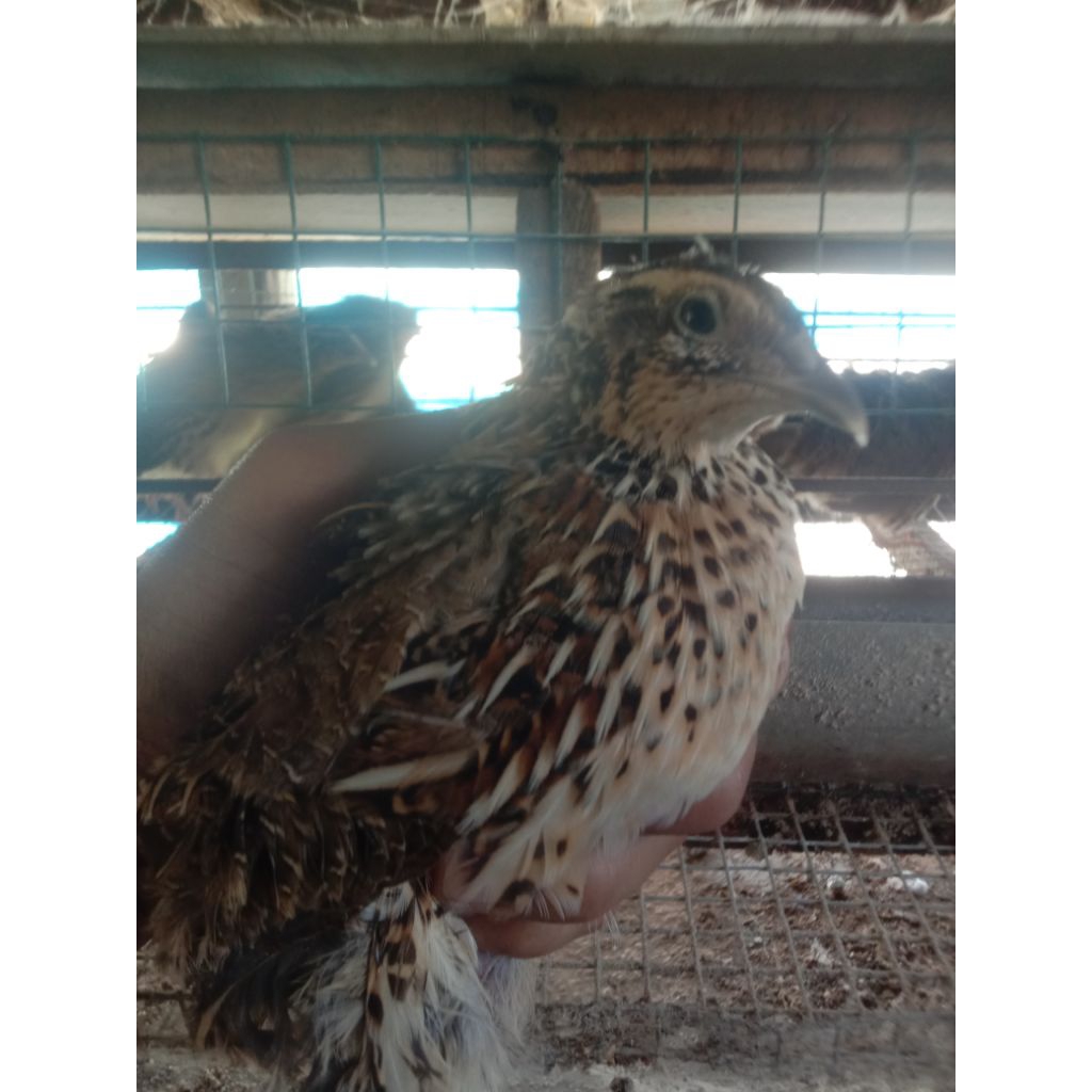 Telur Puyuh Fertil GPS Hitam