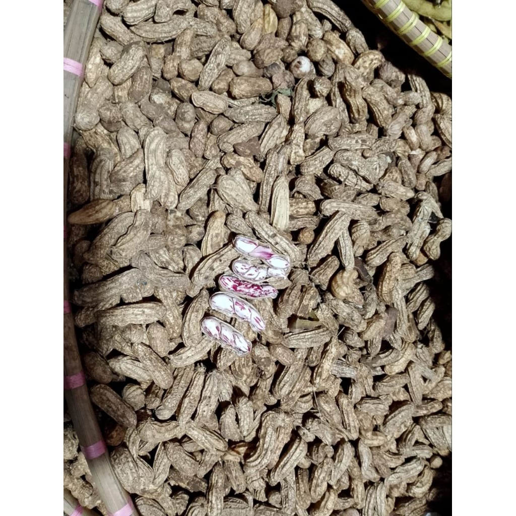 kacang batik lurik madu 1kg kacang mentah fress siap rebus