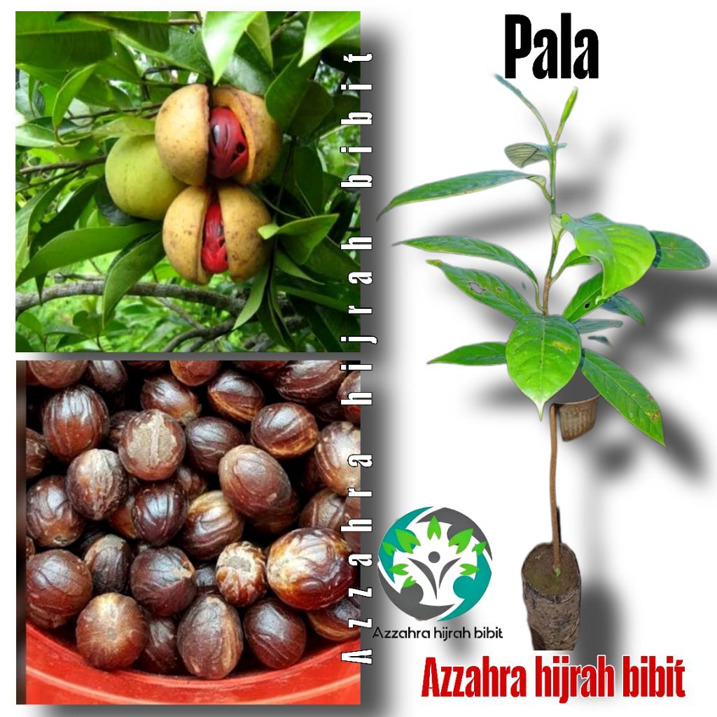BIBIT POHON PALA/BIBIT TANAMAN PALA/BIBIT BUAH PALA