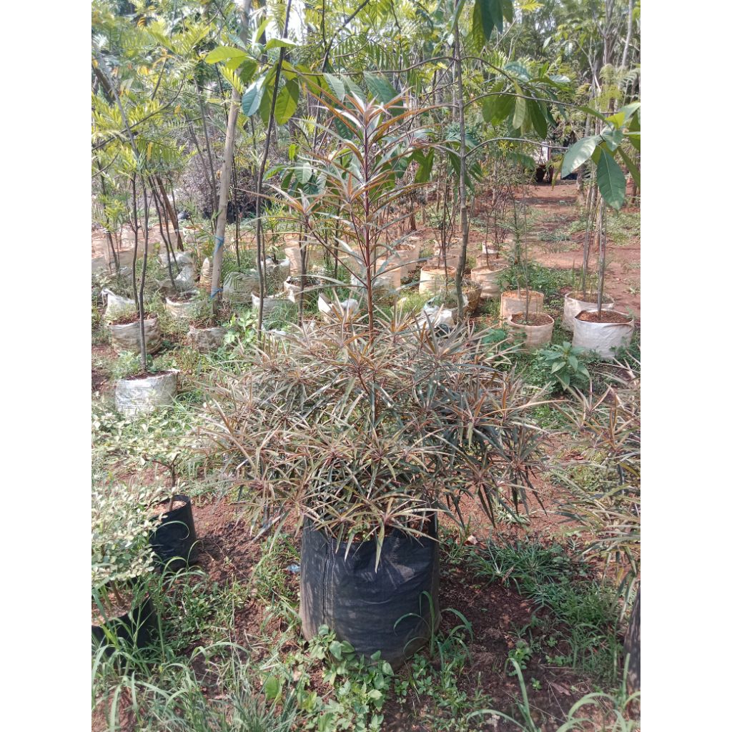 Pohon ketapang kencana merah 1,5 meter - tanaman ketapang merah