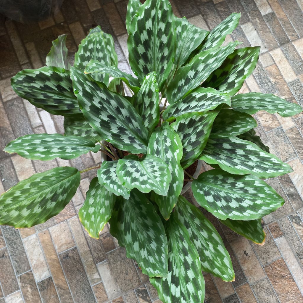 TANAMAN HIAS CALATHEA EKOR MERAK