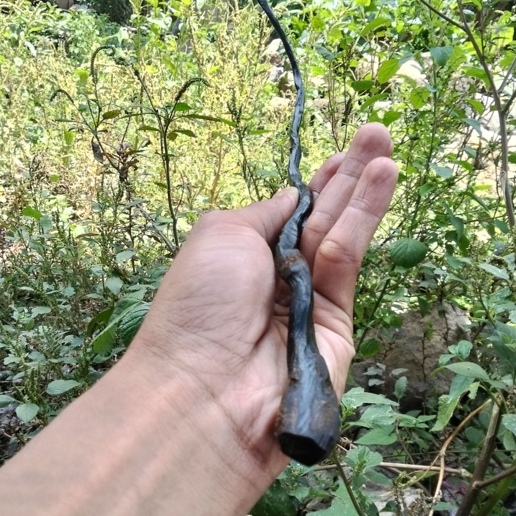 batangan bahan akar Bahar