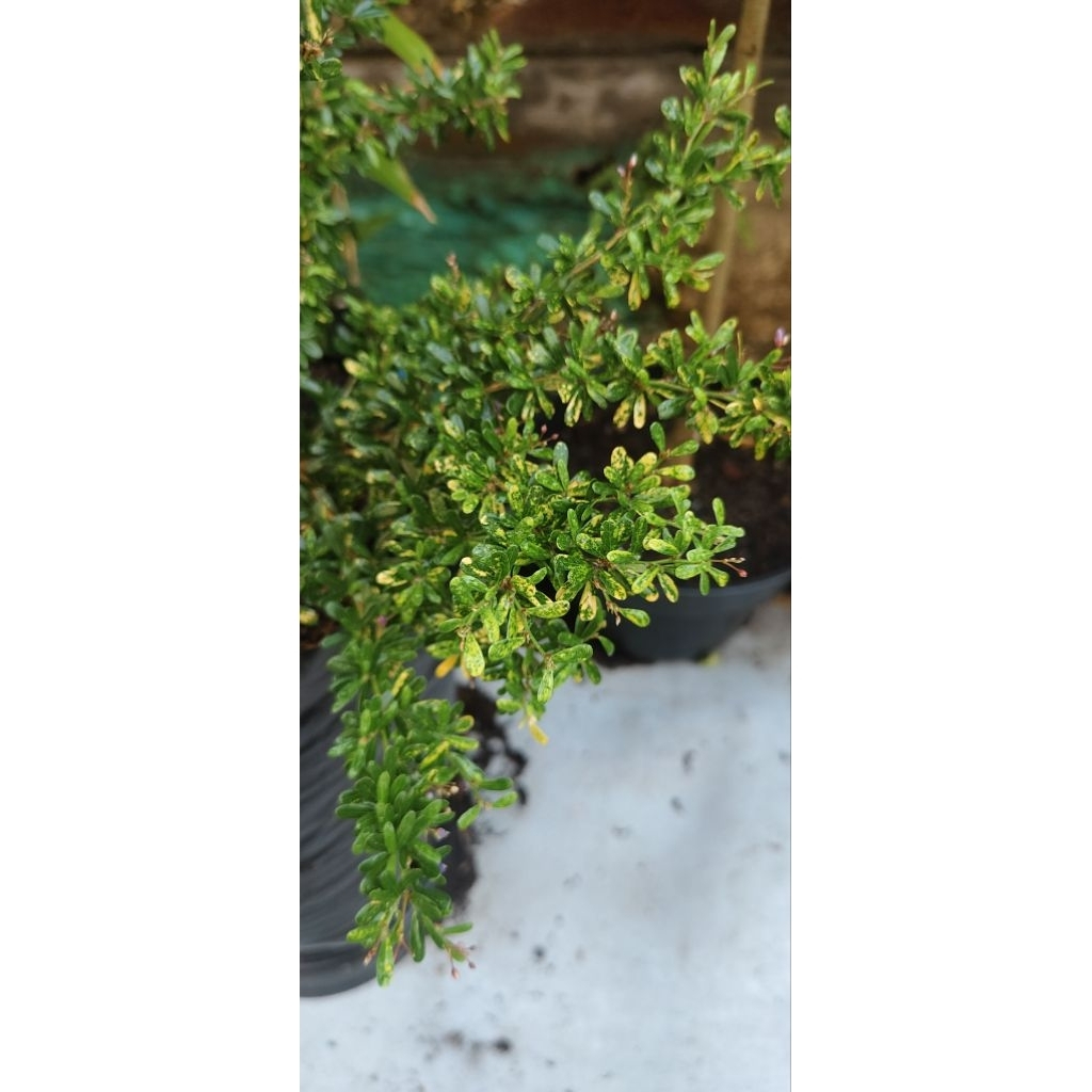 saeng simbur golden varigata