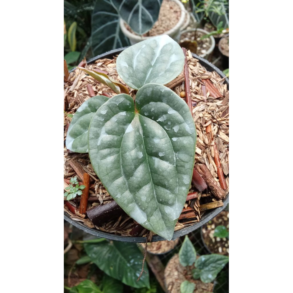 Anthurium luxurian platinum