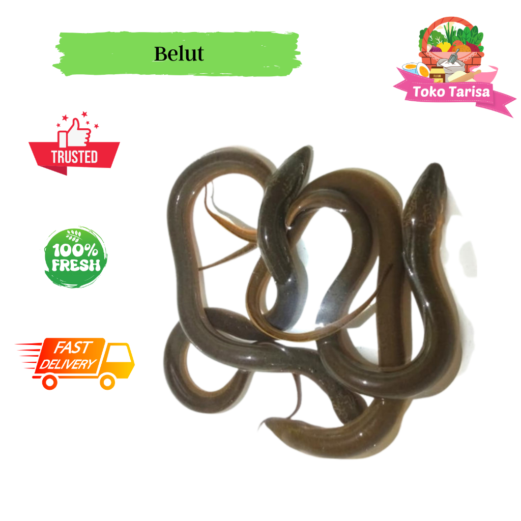 Belut Segar 1kg| 500gr