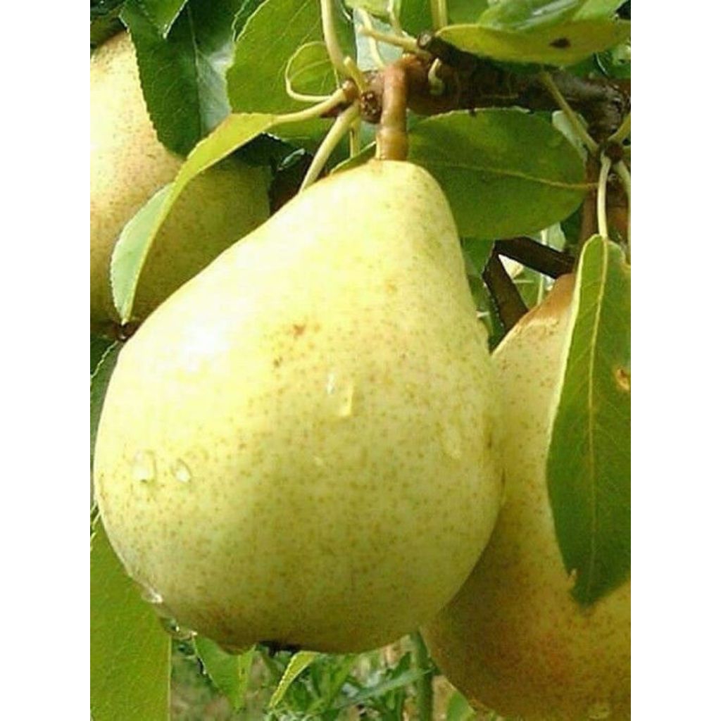 Bibit Buah Pir Cangkok Cepat Berbuah – Buah Besar Manis Segar Cocok Untuk Pot & Pekarangan