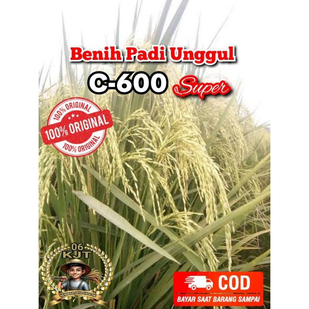 Benih Padi Unggul C600 (Ciherang 600) 5 Kg Kualitas Super