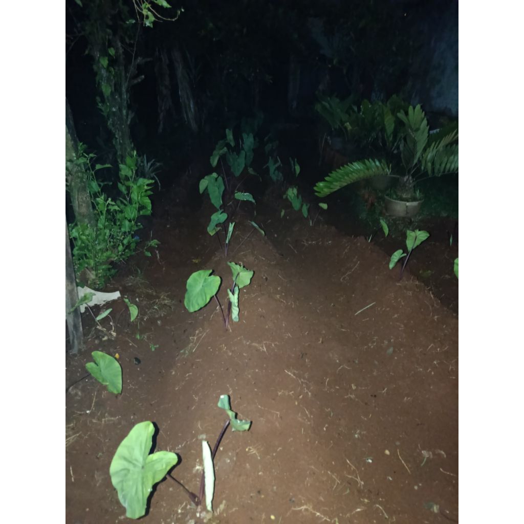 BIBIT POHON TALAS MERAH ASLI BOGOR (BELI 5 GRATIS 1 POHON) BIBIT BERKUALITAS DAN SIAP TANAM