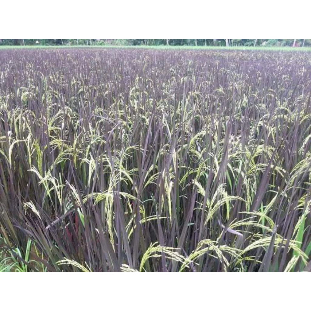 BENIH padi black Madras kemasan 1kg