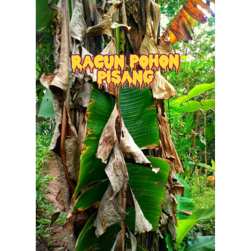 Racun khusu Pohon Pisang Liar/BANDEL, jaminan AMPUH roboh