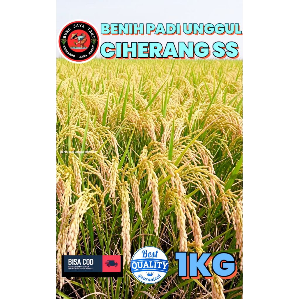 BENIH PADI UNGGUL BERKUALITAS CIHERANG SS KEMASAN 1KG